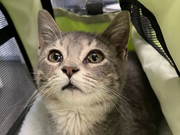 Cat in a carrier