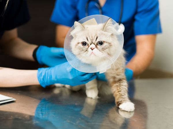 Cat in a surgery cone being examined by veterinary staff