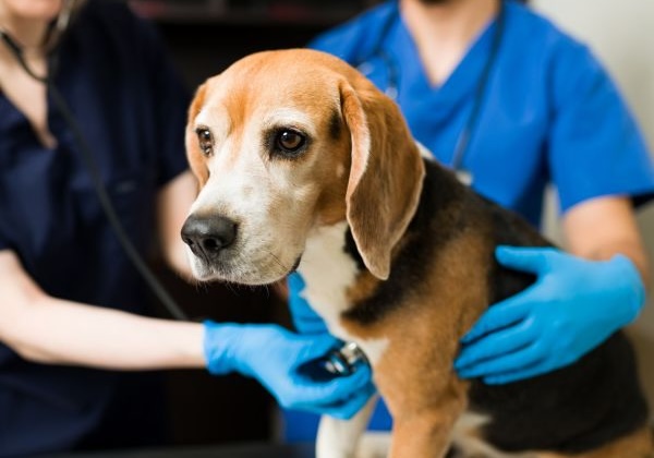Dog being checked over by veterinary staff