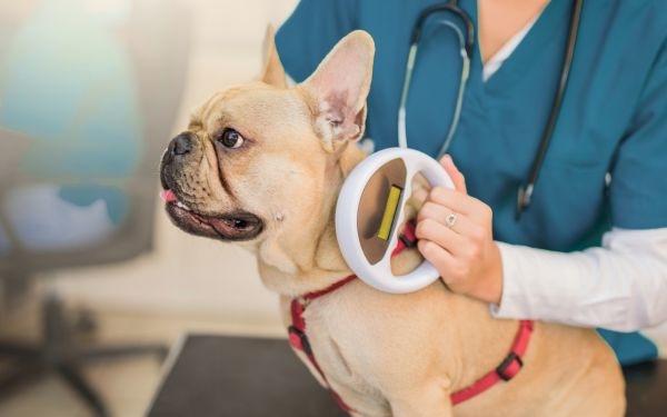 Dog getting scanned for a microchip