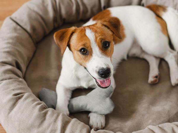 Dog laying in a dog bed