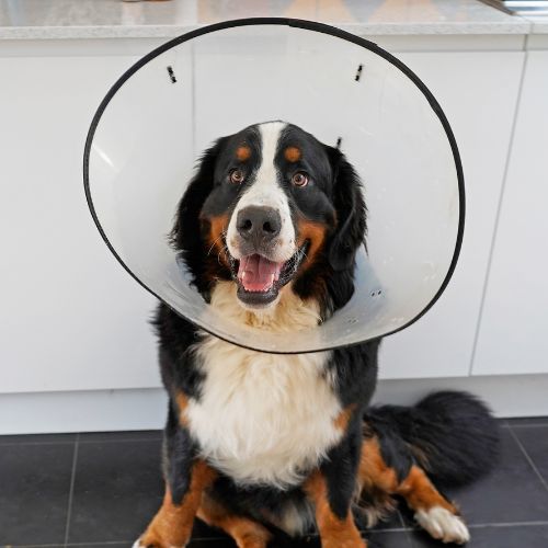 PetDesk favicon