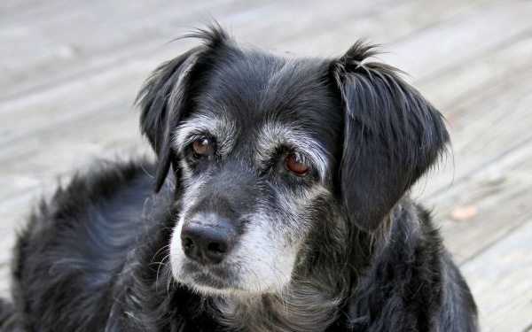 Old dog laying down