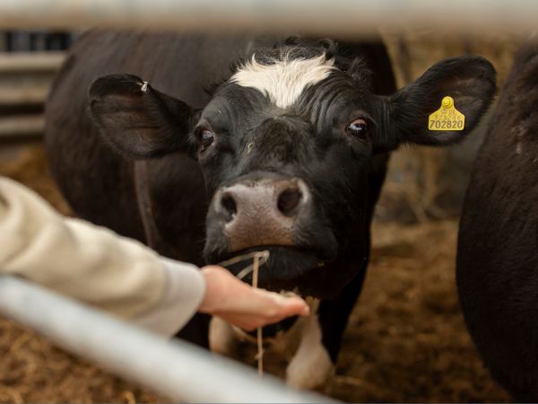 Person holding out their hand to a cow