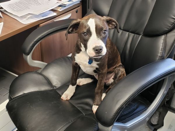 Puppy sitting on an office chair