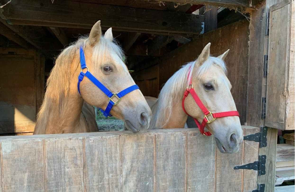 Two palomino horses stand side by side in a wooden stable