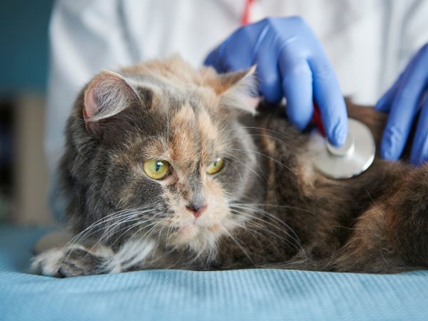 Vet checking a cat's breathing with a stethoscope