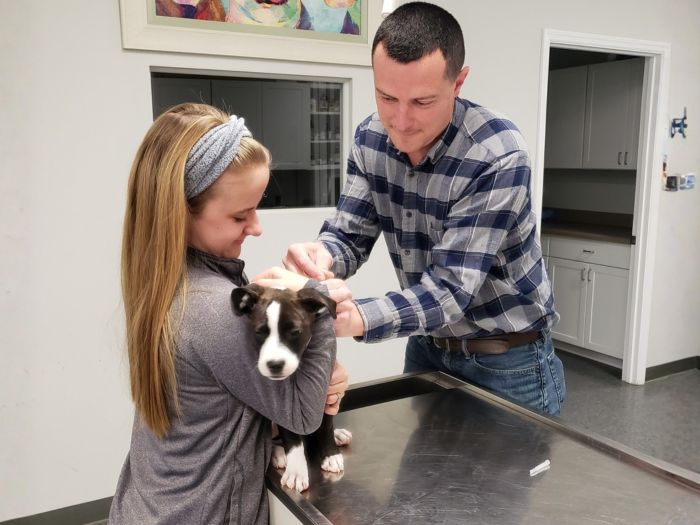 Veterinarian and vet staff working with a puppy