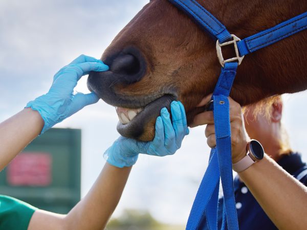 Veterinarian examining a horse's teeth