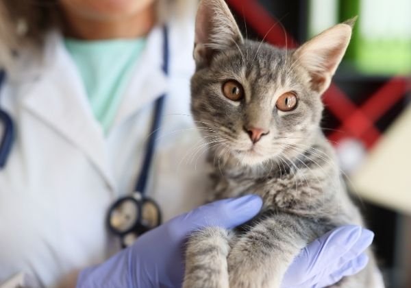 A veterinarian in a white coat and blue gloves holds a gray tabby kitten with orange eyes.