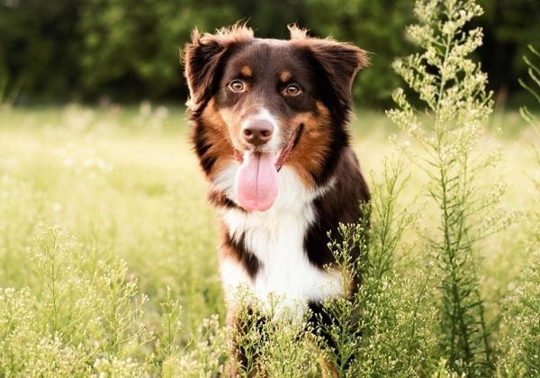 A brown and white Australian Shepherd dog sits in a field