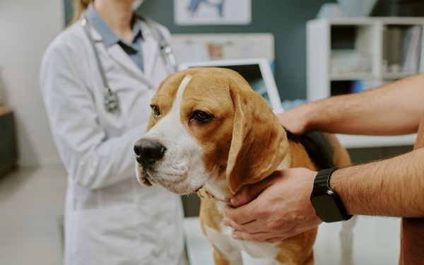 A beagle dog is examined by a veterinarian 