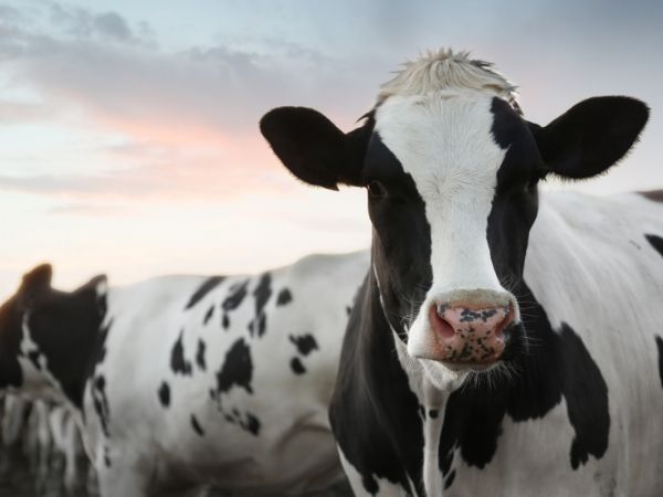 A black and white cow stands in a field 