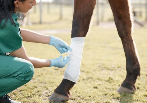 A person in green scrubs and blue gloves is bandaging the leg of a horse outdoors on a grassy field.