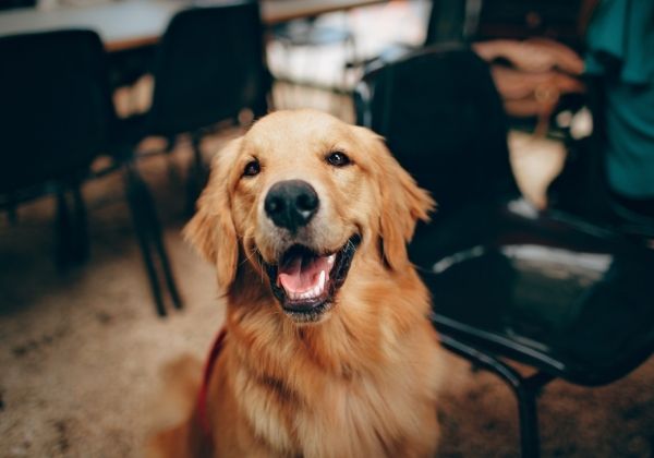 golden retriever sitting indoors next to black chairs