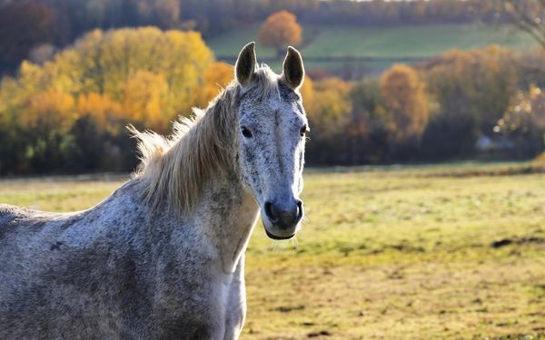 A dappled gray horse stands in a field with autumn trees