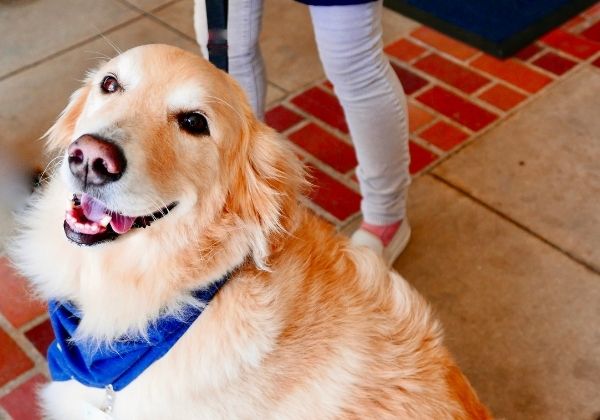A golden retriever dog wearing a blue bandana