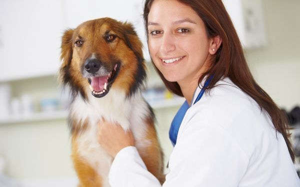 A smiling veterinarian in a white coat gently places her hand on a happy dog's chest