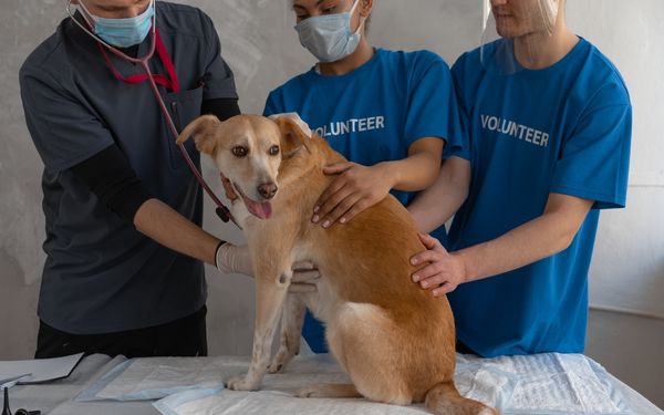 A veterinarian wearing a mask and stethoscope examines a light brown dog 