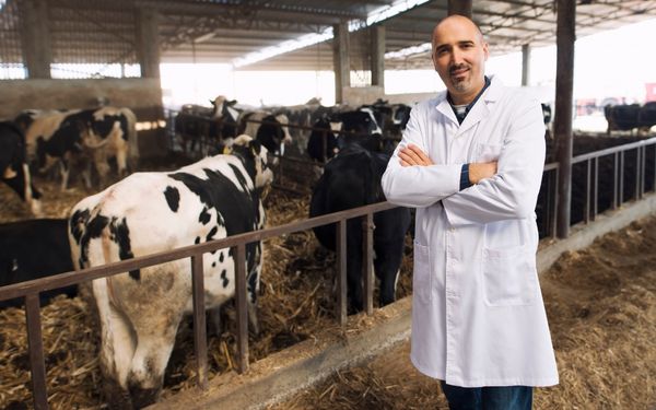A man in a white lab coat stands with his arms crossed in a barn with cows