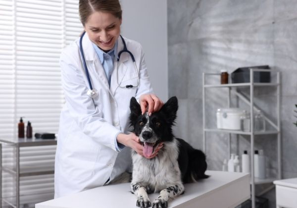 A veterinarian in a white coat gently pets a black and white dog lying on an examination table.