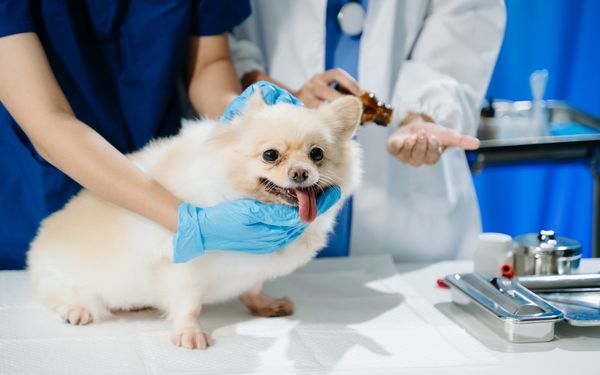 A small, light colored dog with its tongue out is held by a vet