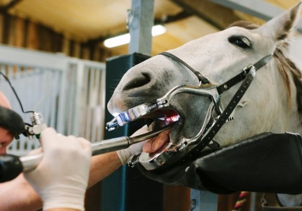 A veterinarian examines a horse's mouth using dental speculum