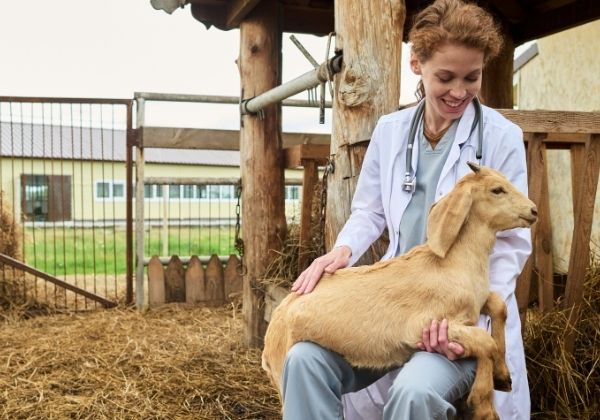 A veterinarian in a white coat holds a light brown goat