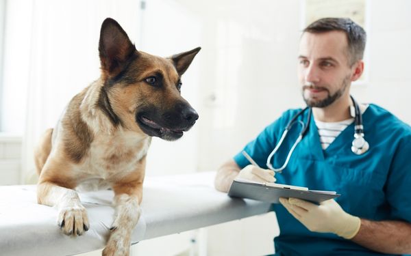 A veterinarian wearing a teal scrub suit and gloves writes on a clipboard while looking at a German Shepherd 