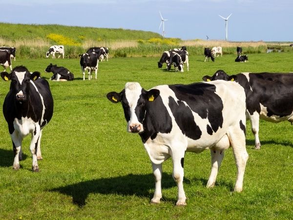 A herd of black and white cows graze in a lush green field 