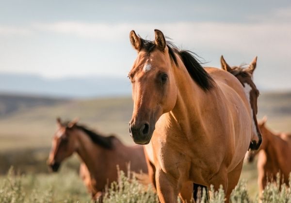 a tan horse with a white blaze on its forehead, standing in a field