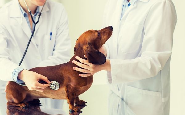 Two veterinarians in white coats examine a brown dachshund with a stethoscope.