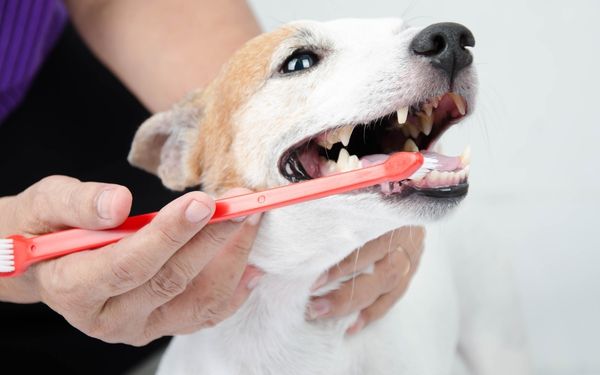 A person is brushing a dog's teeth with a red toothbrush.