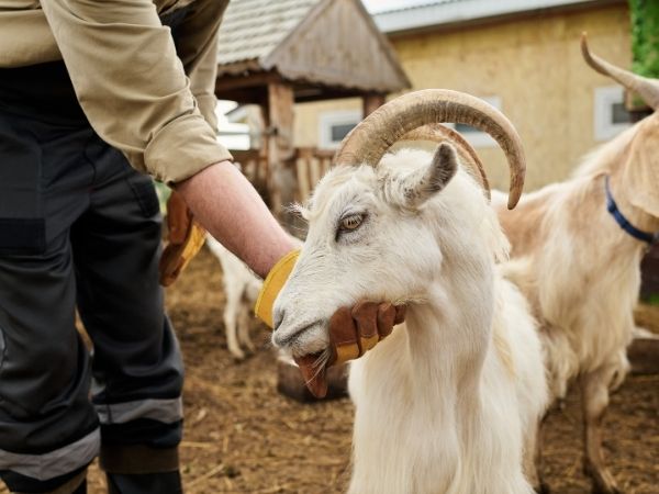 A person wearing gloves holds the head of a white goat