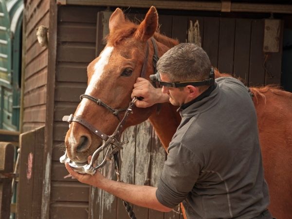 A person in a grey shirt and headlamp adjusts the bit on a brown horse in front of a wooden structure