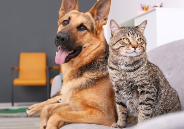 A German Shepherd dog and a tabby cat sit side by side on a sofa.