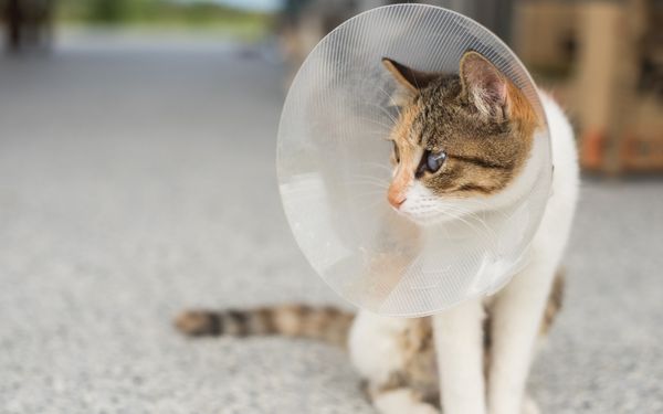 A cat wearing a clear Elizabethan collar 