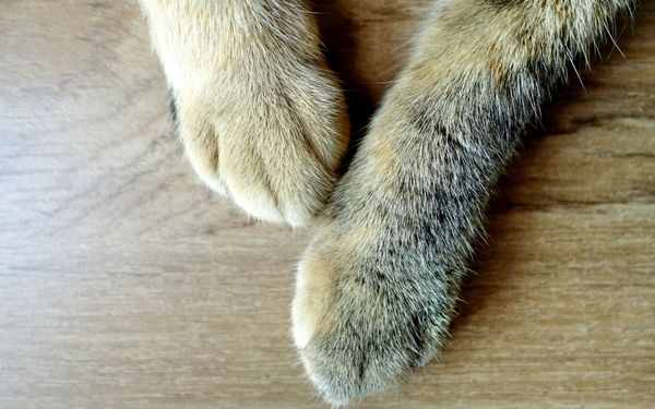 Two cat paws, one lighter in color and fluffy
