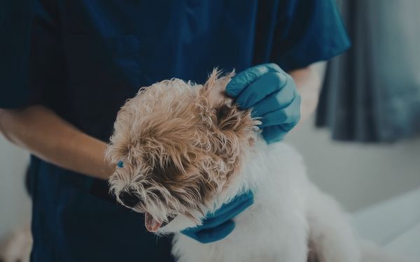 A person in blue scrubs and gloves gently examines a dog's ear.