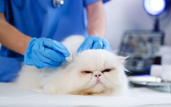 A veterinarian in blue scrubs and gloves cleans a fluffy white cat's ear with a cotton swab.
