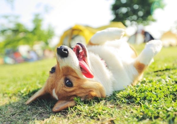 A corgi rolls on its back in the grass 