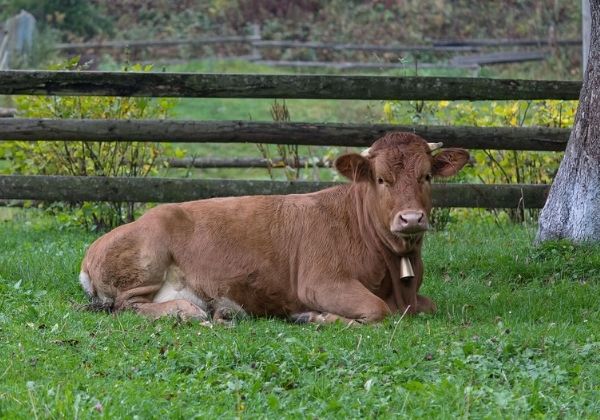 A brown cow with a bell around its neck lies on green grass 
