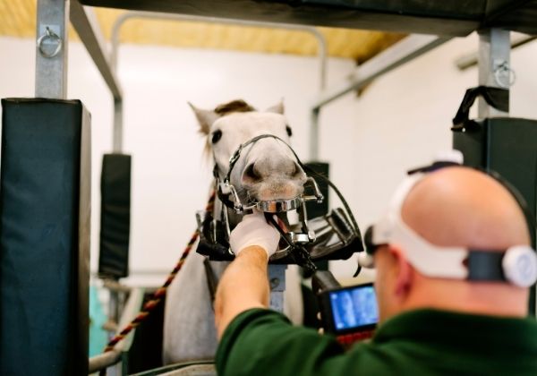 A veterinarian examines a gray horse's teeth using a dental speculum in a clinic