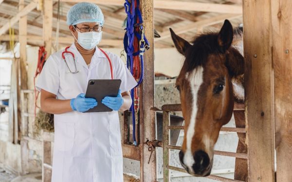 standing next to a brown horse in a stable.