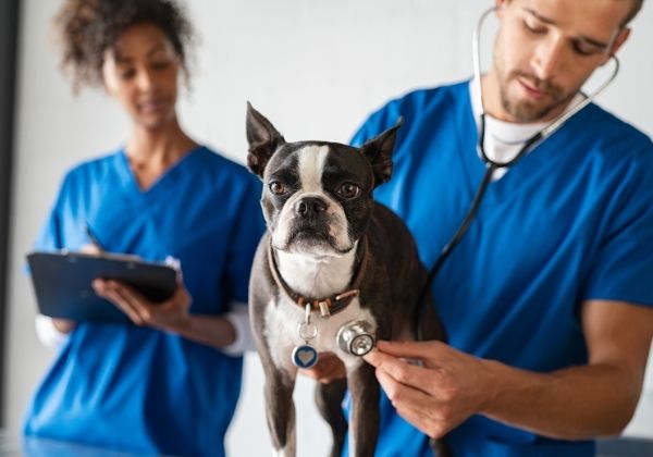 A veterinarian uses a stethoscope to examine a Boston Terrier dog
