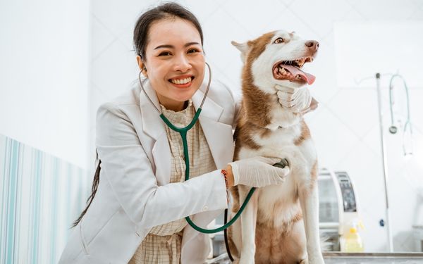 A veterinarian wearing a white coat and stethoscope examines a husky dog 