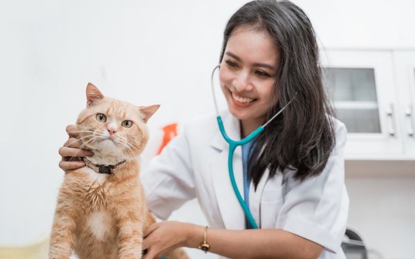 A veterinarian wearing a white coat and stethoscope examines an orange tabby cat.