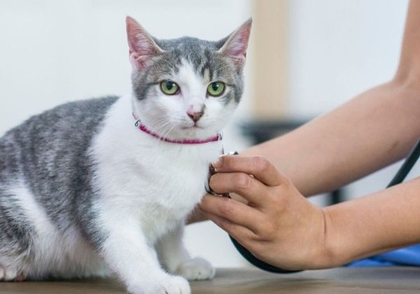 A white and gray cat with green eyes sits calmly on a table