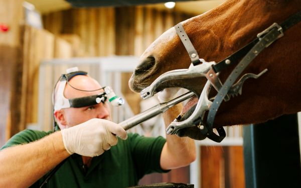A veterinarian wearing a headlamp and gloves examines a horse's mouth using dental tools.