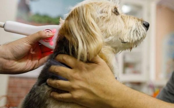 A brown and white dog receives a grooming treatment with a handheld device